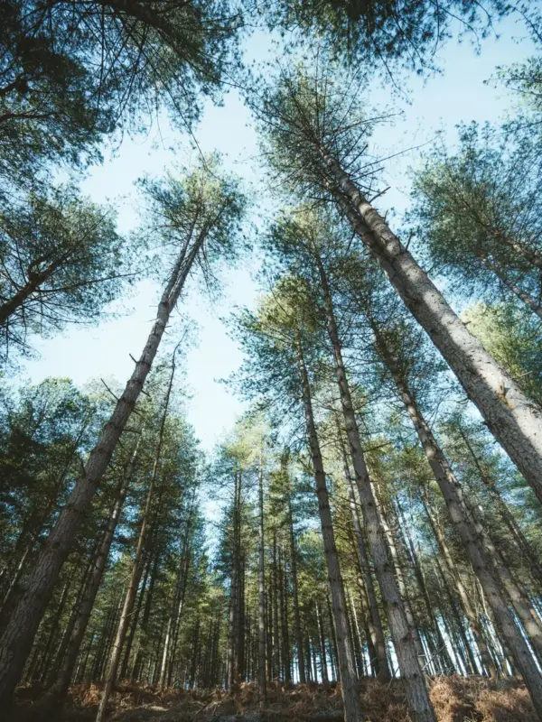 Looking up through a stand of tall pine trees toward a pale sky